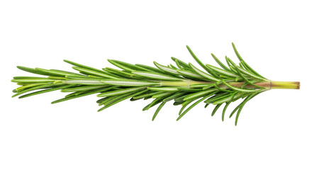 Isolated rosemary twig, fresh herbs for cooking or food flavoring, aromatic seasoning