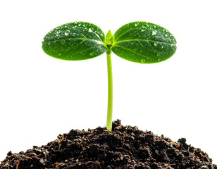  Close-Up Side View of Seedling with Dew Drops on Leaves
