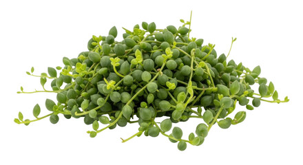 Isolated string of tears plant for terrariums, hanging pots, and interior decor use