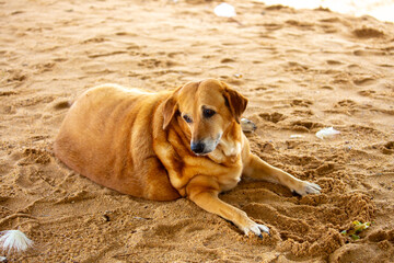 Obesity in dog, overeating and excess weight. Red-brown dog with short hair is very fat, lying on the sand.