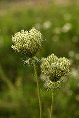A wild carrot flower in partial bloom.Wild carrot seed head.Also knows as Queen Annes lace.