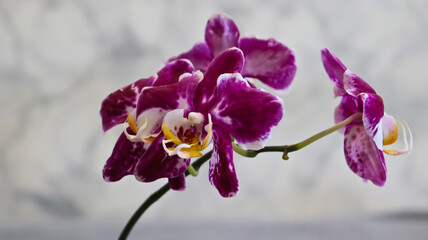 Phalaenopsis orchid. Bright, beautiful orchids close-up. Many orchids in one photo. The image features a multitude of blooming orchids in a variety of colors: white, lavender, purple, and yellow.
