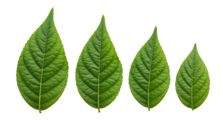 Isolated Group of Four Green Plant Leaves, Fresh and Vibrant, Natural Foliage Element
