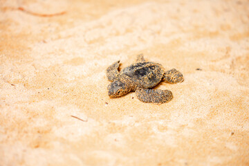 A small baby sea turtle crawls along the sandy shore towards the ocean to survive. The turtle hatched on the island of Sri Lanka. New life, saving the population, the way forward to a new life.