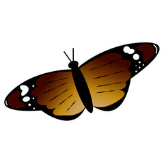 Danaus Chrysippus Butterfly with Distinctive Wing Pattern. African Monarch Butterfly in Natural Pose. Intricate Insect Wing Art. Species Specific Butterfly Graphic. Detailed Lepidoptera Illustration.