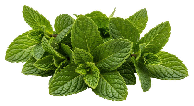 Isolated fresh mint leaves, an aromatic herb used for cooking and flavoring foods, drinks