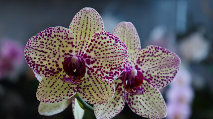 Phalaenopsis orchid. Bright, beautiful orchids close-up. Many orchids in one photo. The image features a multitude of blooming orchids in a variety of colors: white, lavender, purple, and yellow.
