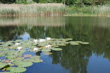 Seerosen im Teich