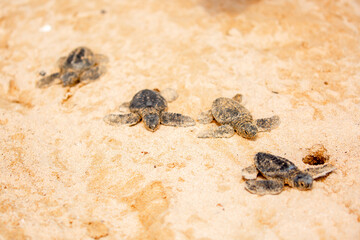 A small baby sea turtle crawls along the sandy shore towards the ocean to survive. The turtle hatched on the island of Sri Lanka. New life, saving the population, the way forward to a new life.