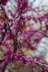 Spring tree blossom. Pink cercis flowers.