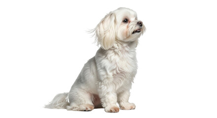 Isolated Maltese dog sitting looking up, cute companion animal, lovely puppy friend
