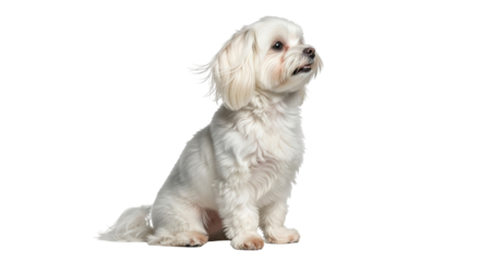 Isolated Maltese dog sitting looking up, cute companion animal, lovely puppy friend