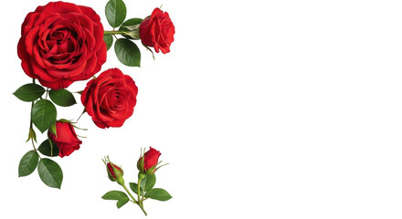 Fototapeta premium Isolated vivid red roses and buds on a stem, floral elements for spring greeting cards