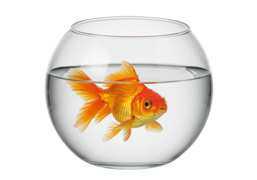 Orange goldfish in a glass bowl isolated, pet fish swimming in clear water aquarium on transparent background