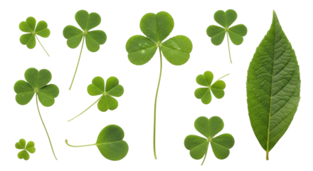 Isolated botanical St Patrick's Day elements, four leaf clovers, three leaf shamrocks