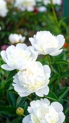 Fototapeta premium White peonies in bloom