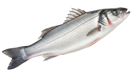 Isolated fresh European sea bass, whole raw fish, healthy eating concept ready to cook