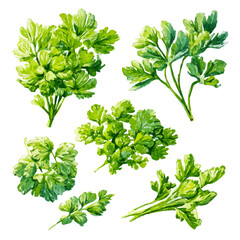 Vector illustration set, My Watercolor illustration, set of green bunches of parsley_png painting isolated on a white background, An EPS painting design, 