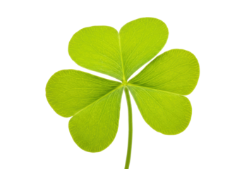 Four-leaf clover isolated on transparent background, lucky charm symbol of St Patrick s Day in PNG format, botanical element for design