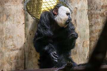 Saki &agrave; face blanche