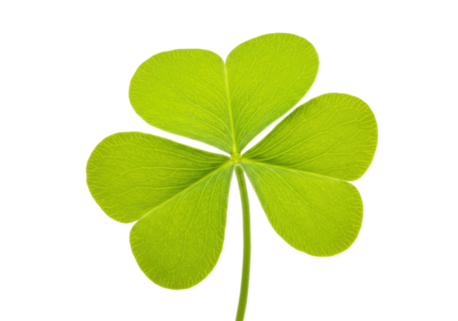 Four-leaf clover isolated on transparent background, lucky charm symbol of St Patrick s Day in PNG format, botanical element for design