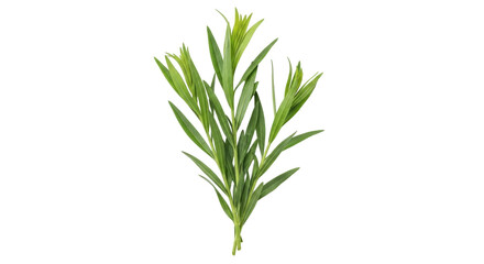 Isolated fresh tarragon branch featuring vivid green leaves, kitchen herb for gastronomy
