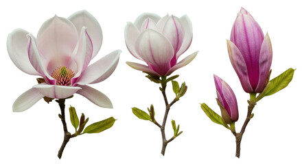 Fototapeta premium Isolated blooms of magnolia flowers on the stems with leaves in different stages
