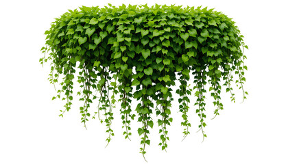 Cascading Green Foliage Vines Isolated on White Background – Lush Natural Botanical Display isolated on transparent background