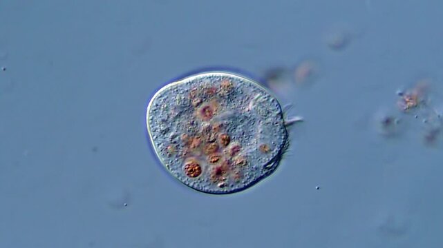 Protozoa under microscope, 4K Video for Education 
