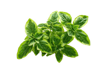 Fototapeta premium Fresh basil plant sprigs on transparent background