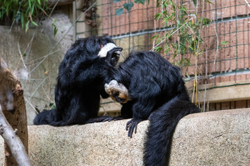 Saki à face blanche