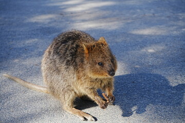 Quokka on Rottnest Island in Perth, Australia - オーストラリア パース ロットネスト島 クオッカ