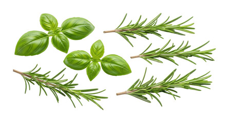 Isolated sprigs of fresh rosemary and basil herb leaves against a neutral backdrop