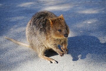 Quokka on Rottnest Island in Perth, Australia - オーストラリア パース ロットネスト島 クオッカ