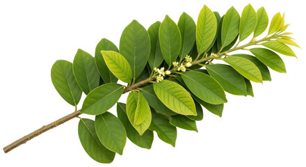 Isolated tropical branch with fresh green leaves and tiny flowers, healthy plant growth