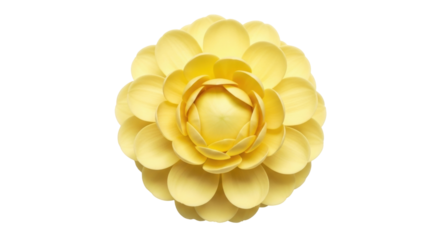 Isolated bright yellow flower blossom head viewed from above close-up, soft petals arranged