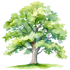 Simple flat green oak tree painting isolated on a white background, an EPS painting design, Vector illustration set, My Watercolor illustration