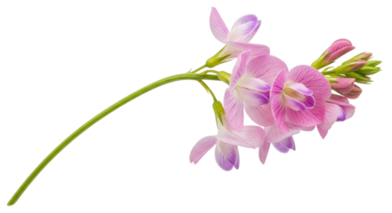 Isolated common sainfoin flowers on stem, pale violet petals, summer wildflowers, inflorescence
