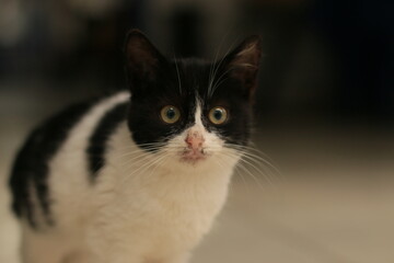 Fototapeta premium Adorable Black and White Fluffy Cat with a Puzzled Look