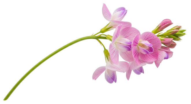 Isolated common sainfoin flowers on stem, pale violet petals, summer wildflowers, inflorescence