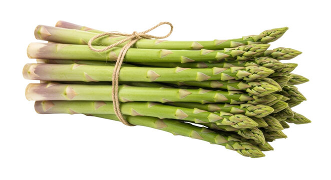 Isolated bunch of fresh asparagus tied with twine, healthy and nutritious vegetable food - Powered by Adobe