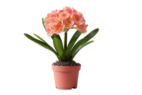 Clivia Miniata in Pot on Transparent Background