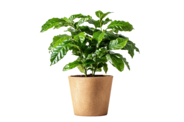 Coffee plant in ceramic pot isolated on transparent background