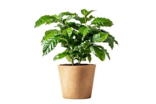 Coffee plant in ceramic pot isolated on transparent background