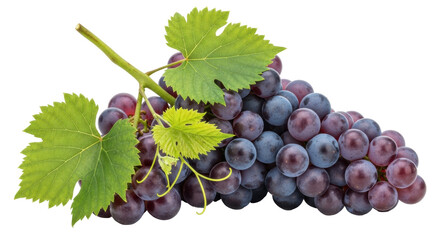 Obraz premium Isolated red globe grapes on branch with green leaves food photography still life