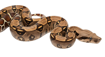 Obraz premium Isolated Boa Constrictor coiled reptile, closeup detailed animal in selective focus studio shot