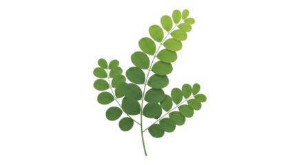 Isolated branch of green leaves with rounded leaf shape, nature, botany, flora object