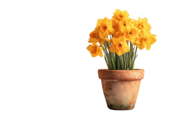 Daffodil bouquet in terracotta pot on transparent background