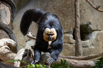 Saki à face blanche