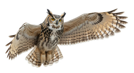 Isolated Great Horned Owl flying gracefully, spreading its wings for flight, predatory bird